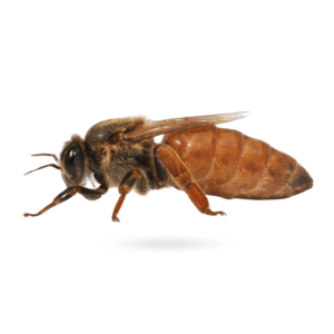 A lifelike honey bee with fuzzy body and translucent wings, flying on a transparent background, perfect for scientific and nature-themed visuals.