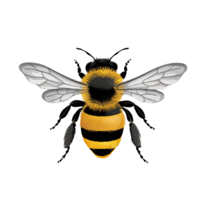 A clean flat-style vector honey bee with yellow and black stripes and clear wings, on a transparent background.