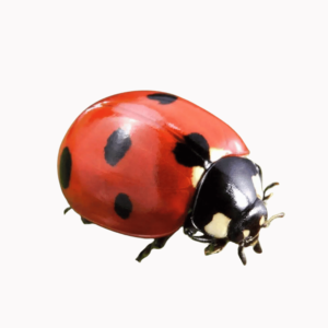 A bright red cartoon ladybug with black spots and antennae, perfect for kids’ crafts and garden-themed designs, on a transparent background.