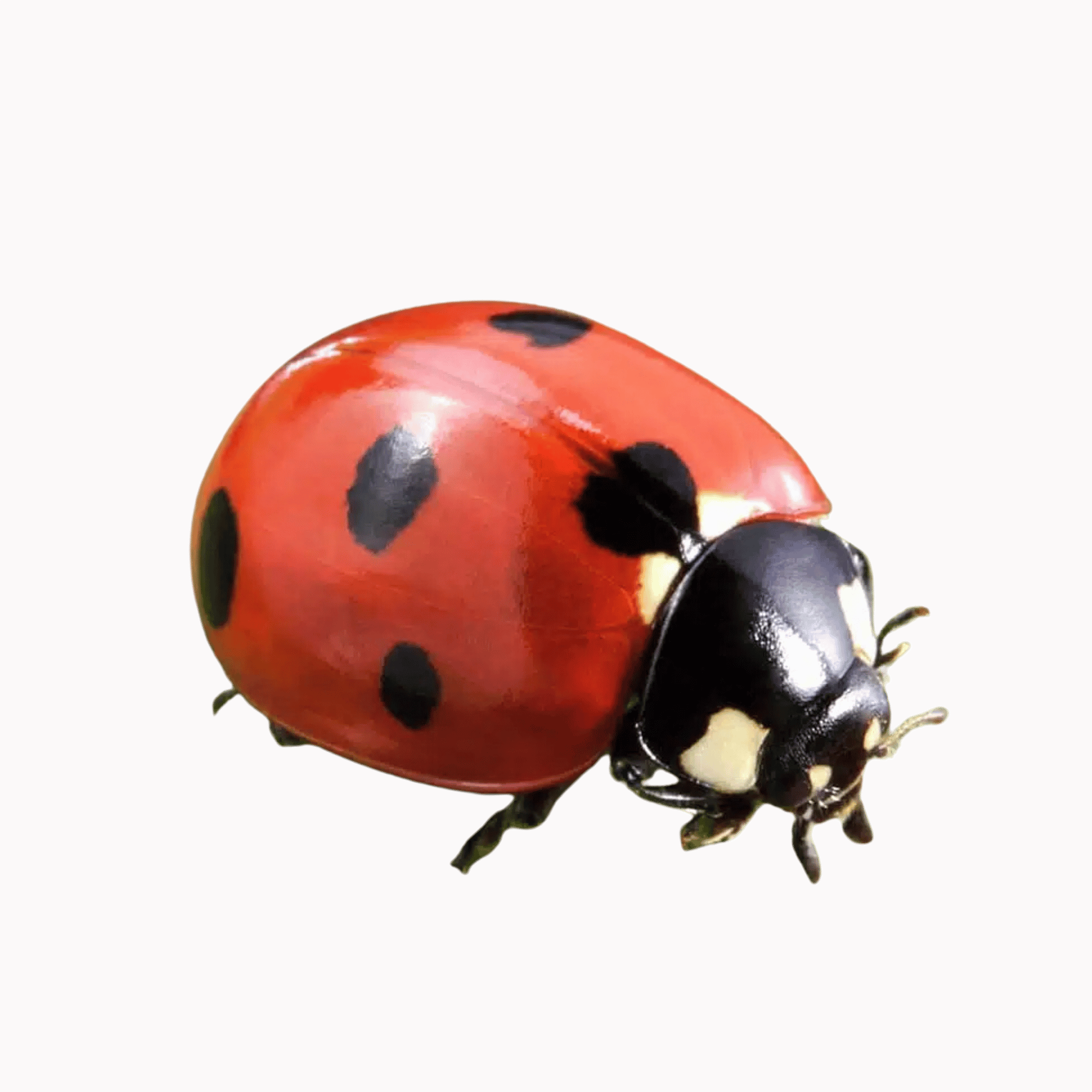 A bright red cartoon ladybug with black spots and antennae, perfect for kids’ crafts and garden-themed designs, on a transparent background.