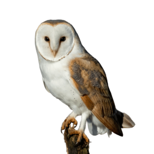 A cartoon-style brown owl with wide eyes perched on a branch, perfect for educational and nature-themed designs, on a transparent background.