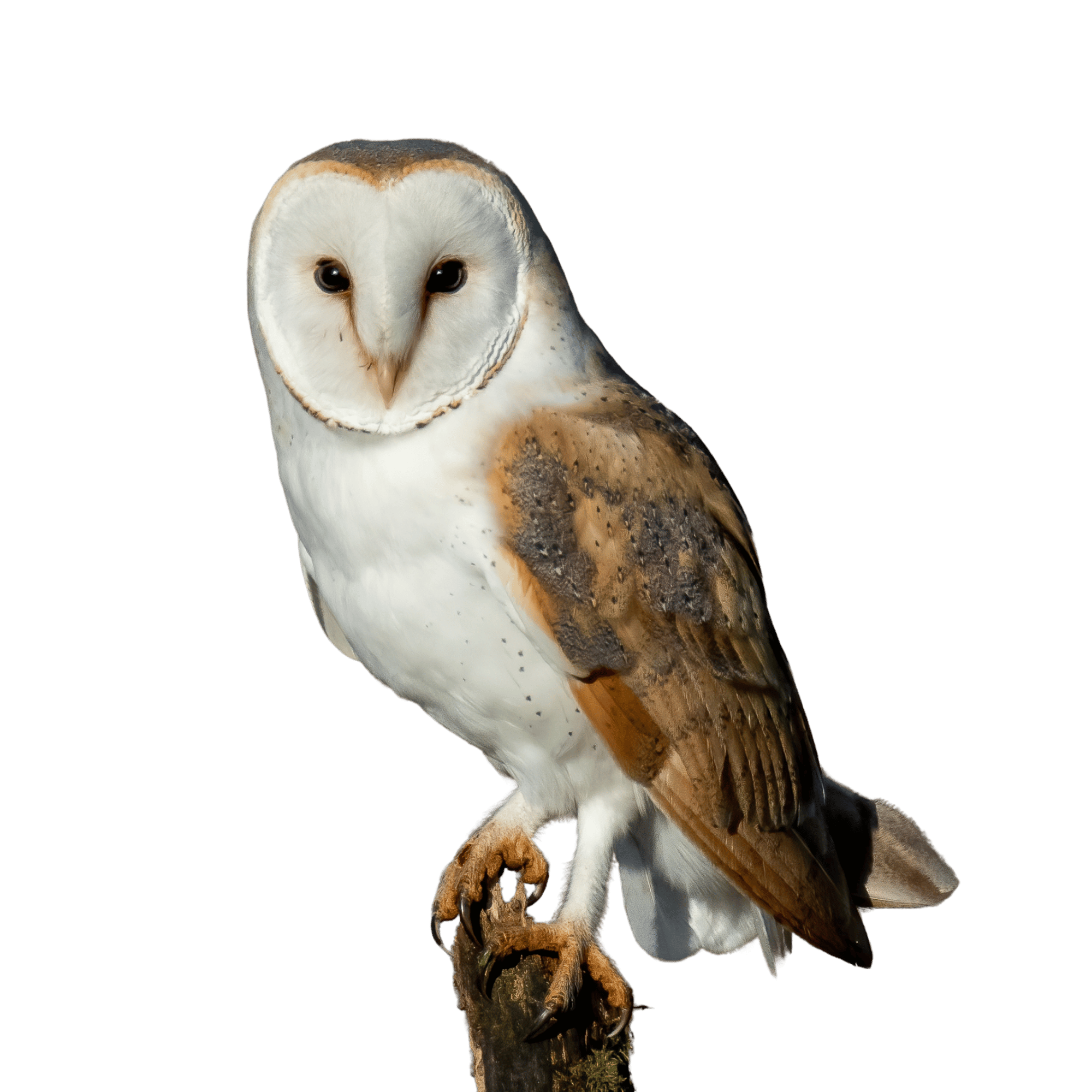 A cartoon-style brown owl with wide eyes perched on a branch, perfect for educational and nature-themed designs, on a transparent background.