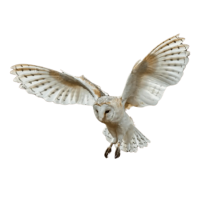 A detailed flying owl with outstretched wings and sharp feathers, captured mid-flight, on a transparent background—ideal for wildlife and fantasy artwork.