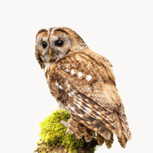A realistic owl with detailed brown feathers, perched quietly on a branch, ideal for wildlife and forest-themed educational materials, on a transparent background.
