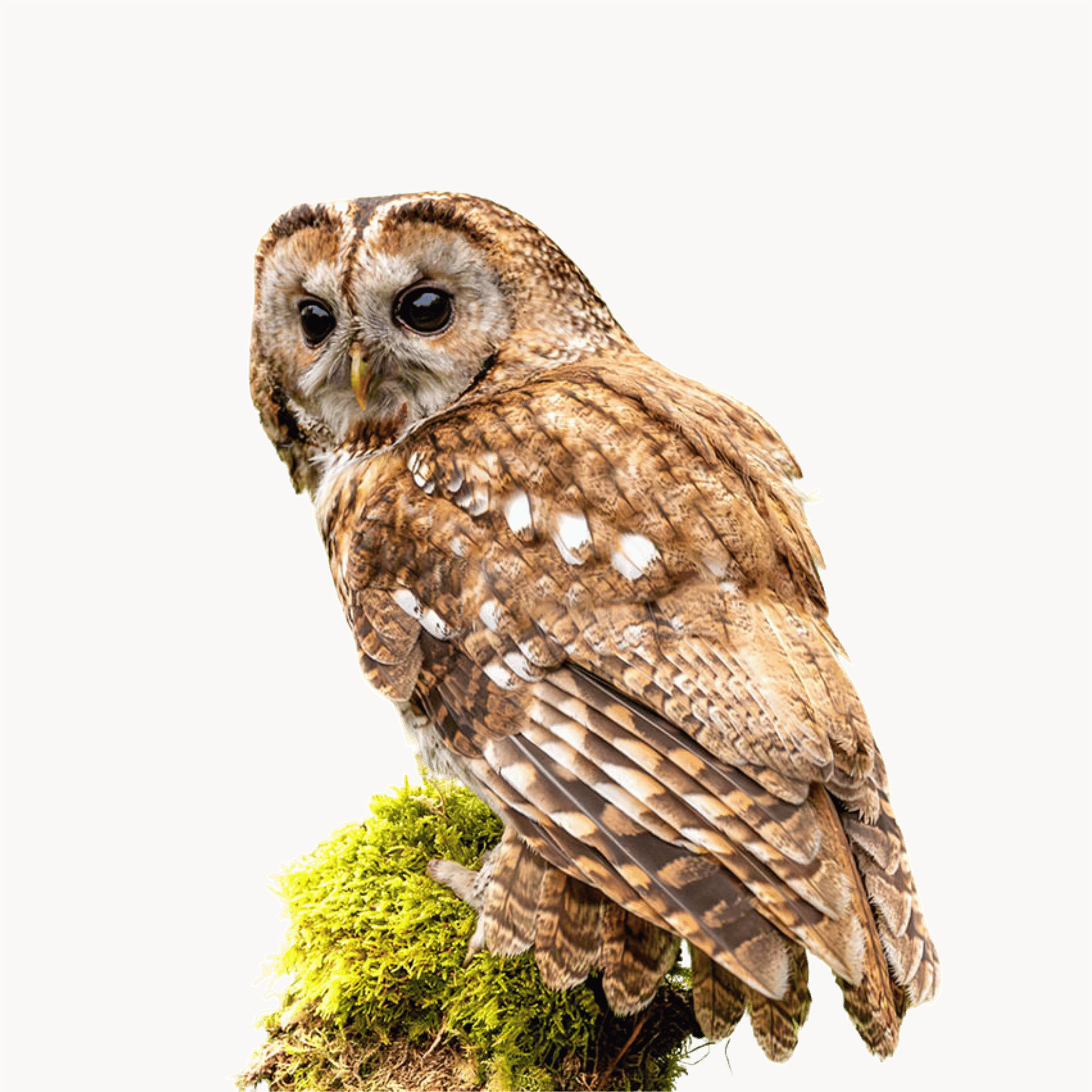 A realistic owl with detailed brown feathers, perched quietly on a branch, ideal for wildlife and forest-themed educational materials, on a transparent background.