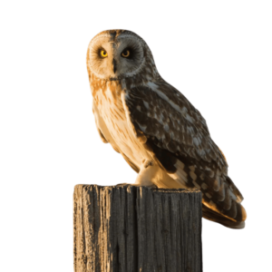 A modern flat vector-style owl icon with geometric shapes and neutral colors, perfect for UI, logos, and clean design projects, on a transparent background.