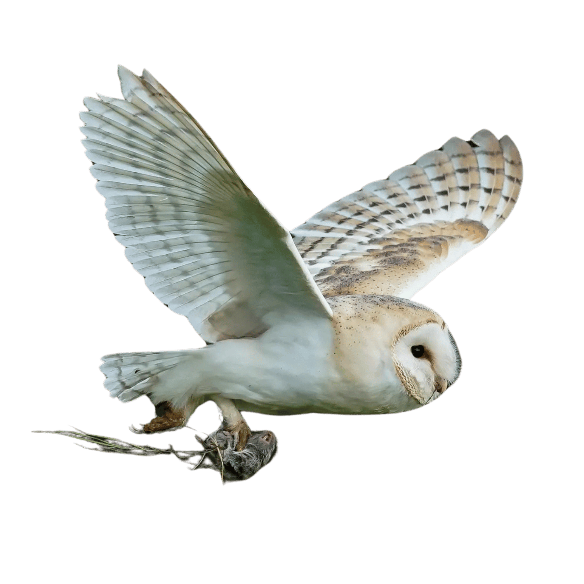 A dark silhouette of an owl flying with wings fully spread, perfect for fantasy or night-themed artwork, on a transparent background.