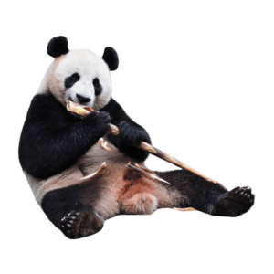 A cute black and white panda sitting peacefully, isolated on a transparent background – perfect for educational and nature-themed designs.