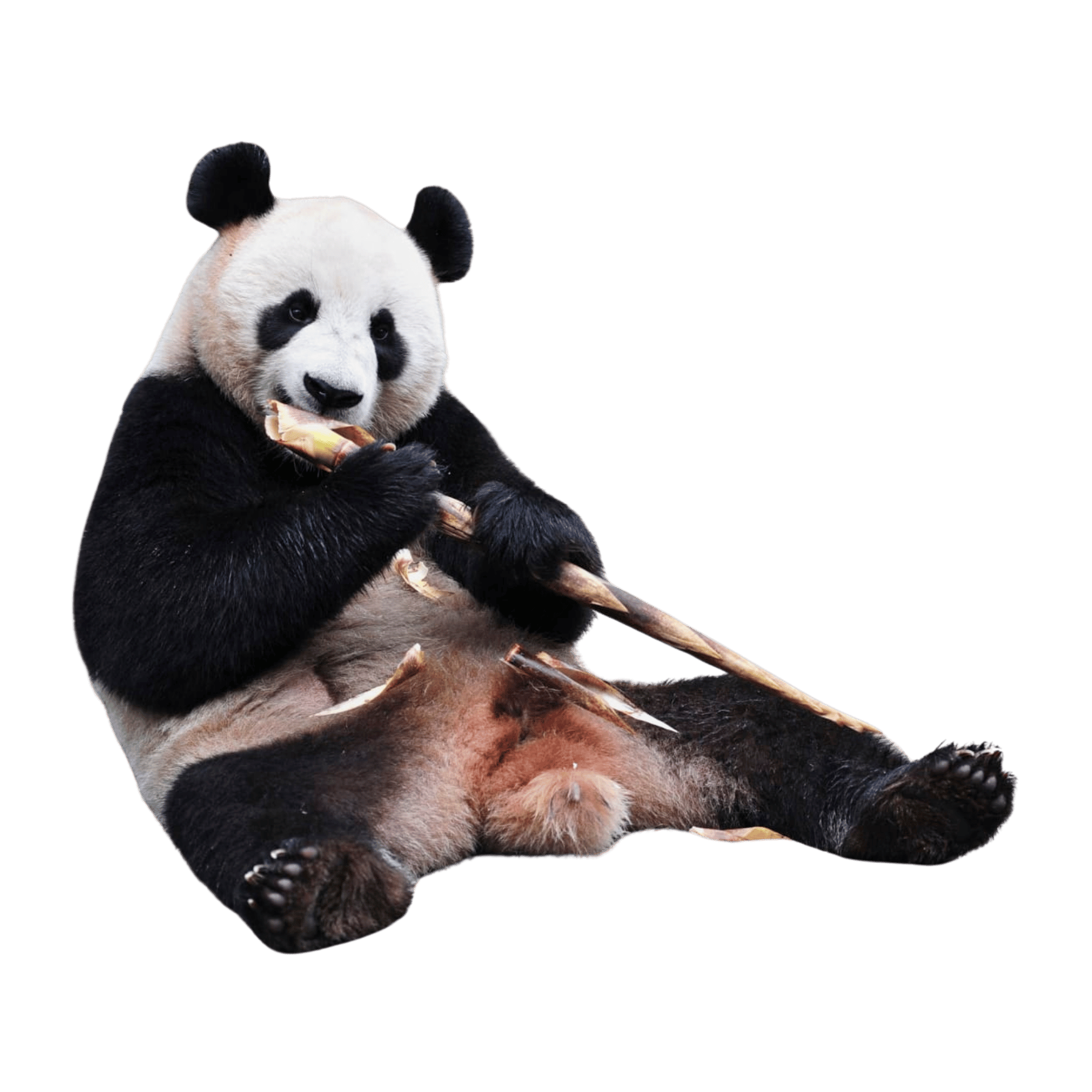 PNG Preview