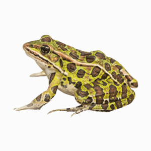 A cute frog in a natural pose, showcasing its vibrant green color and features, isolated on a transparent background.