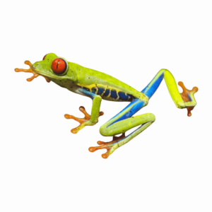 A cute green frog in a natural seated pose with detailed textures, isolated on a transparent background.