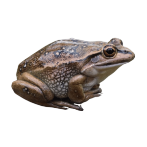 A vibrant green frog sitting naturally, isolated on a transparent background, perfect for nature or educational designs.