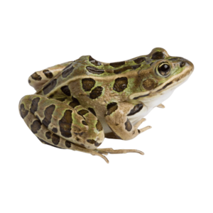 A cute green frog sitting in a natural pose, isolated on a transparent background, suitable for wildlife and nature illustrations.