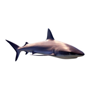 A powerful shark in motion, depicted with smooth shading and natural gray tones, isolated on a transparent background.