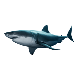 A cute shark with a big smile and friendly eyes, designed in soft blue colors on a transparent background.
