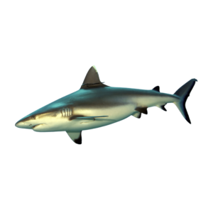 A great white shark in motion with natural textures and sleek form, isolated on a transparent background.