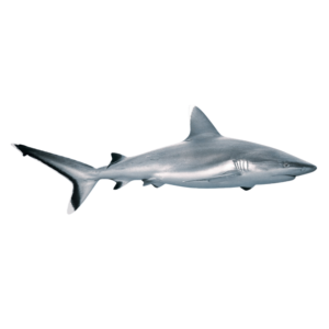 A great white shark in motion with natural textures and sleek form, isolated on a transparent background.