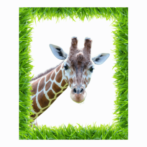 A playful giraffe peeking around a rectangular photo frame, ideal for baby photos, kids' posters, and jungle-themed designs, with a transparent background.