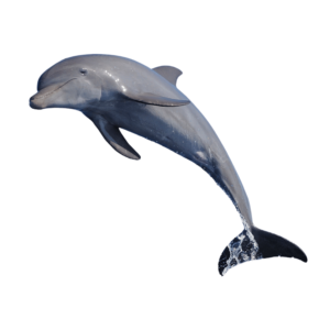A realistic dolphin gliding underwater, with smooth shading and natural detailing, on a transparent background.
