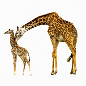 A loving mother giraffe bending down toward her baby calf, shown together in a touching wildlife pose on a transparent background.