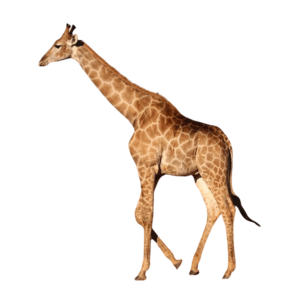 A tall giraffe with long legs and a patterned coat, standing upright and isolated on a transparent background.