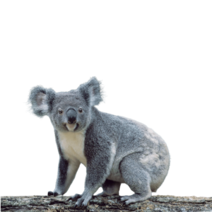Cute gray koala sitting on a tree branch with big ears and round nose, isolated on a transparent background.