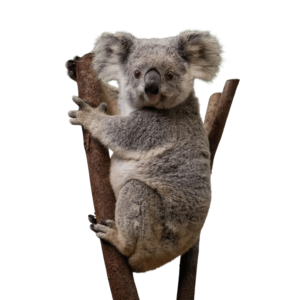 A cute koala hugging or sitting on a eucalyptus tree branch, looking calm and content, with a transparent background.
