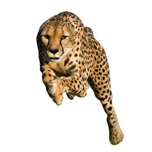 A fierce cheetah leaping or striking with claws out, in mid-air attack mode, shown on a transparent background.