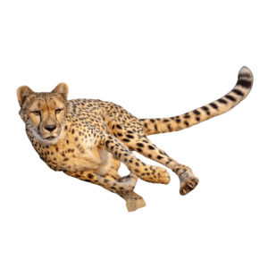 Illustration of a cheetah running at high speed with its body extended in mid-stride, shown on a transparent background.