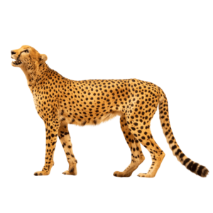 Illustration of a cheetah mid-sprint, showing its powerful legs and spotted body in motion, on a transparent background.