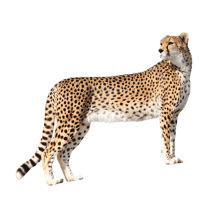 A high-resolution image of a cheetah with a spotted coat, in a realistic wild animal pose, isolated on a transparent background.