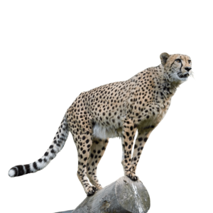 A realistic or stylized illustration of a cheetah, showcasing its slender body and spotted coat on a transparent background, ideal for wildlife and educational designs.