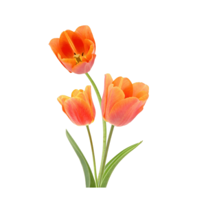 Transparent PNG of a beautiful orange tulip flower with detailed petals and a natural spring look.