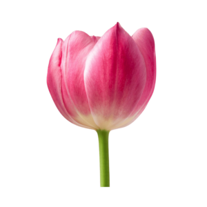 Transparent PNG of a beautiful pink tulip flower with soft petals and a fresh spring appearance.