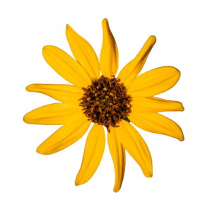 Transparent PNG of a bright yellow sunflower with detailed petals and natural texture.