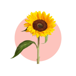 Transparent PNG of a bright vector-style sunflower with smooth edges and bold vibrant colors.
