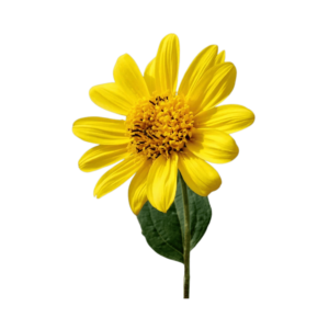 Transparent PNG of a bright yellow sunflower with detailed petals and a realistic natural look.