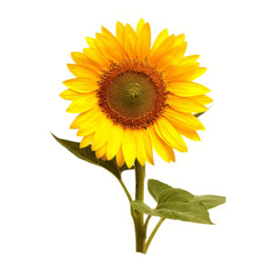 Transparent PNG of a bright yellow sunflower with detailed petals and a realistic natural look.