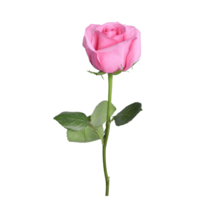 Transparent PNG of a beautiful pink rose flower with soft petals in high resolution.