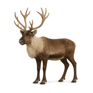 Transparent PNG of a Christmas reindeer with festive details and a clean background.