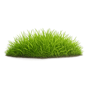 Grass PNG