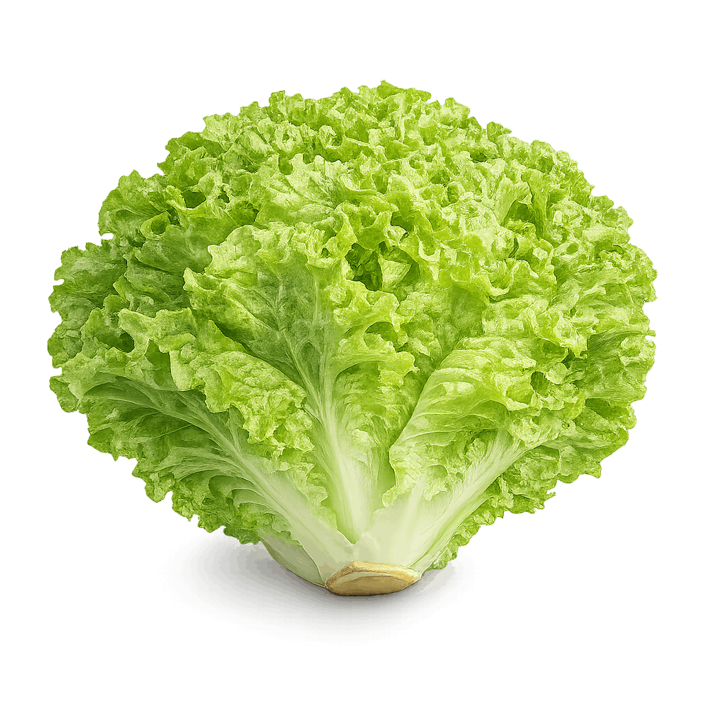 Lettuce PNG
