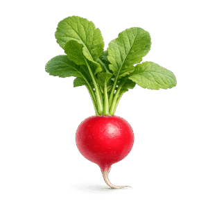 Radish PNG