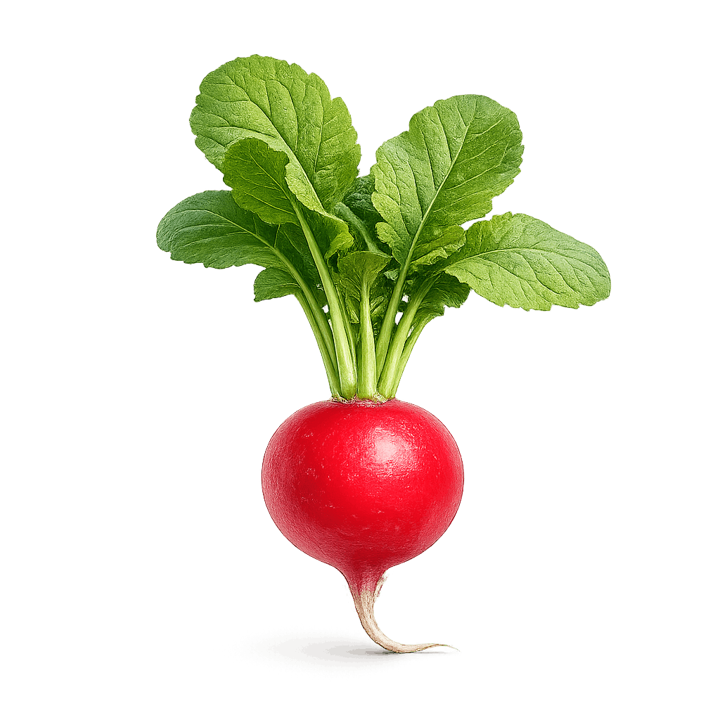 Radish PNG
