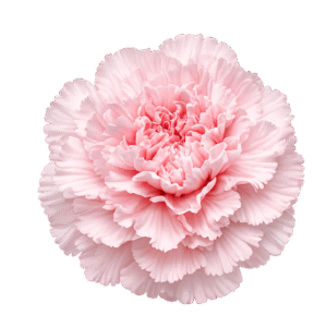 Carnation Flower PNG