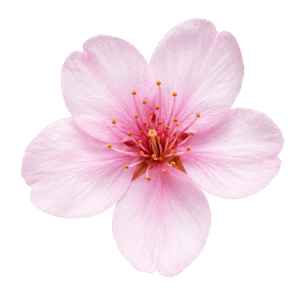 Cherry Blossom PNG