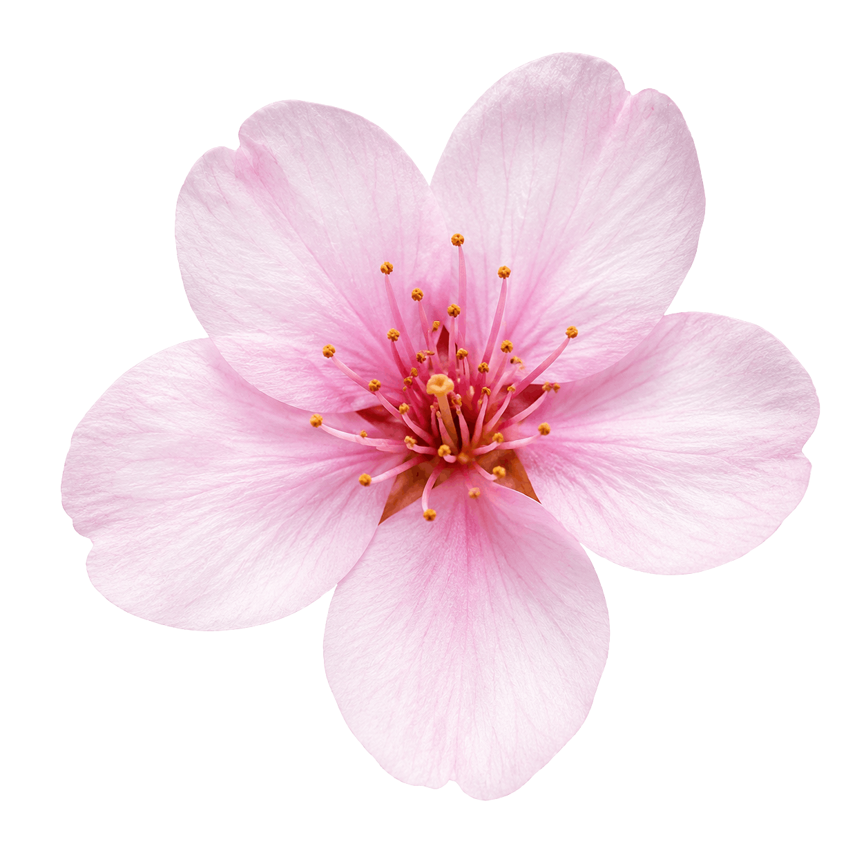 Cherry Blossom PNG