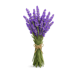 Lavender PNG