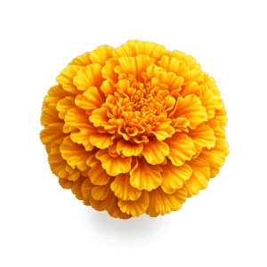 Marigold Flower PNG