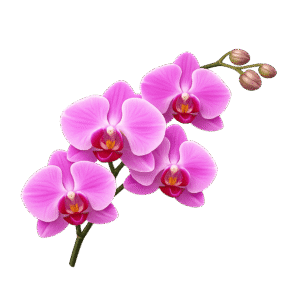 Orchid PNG